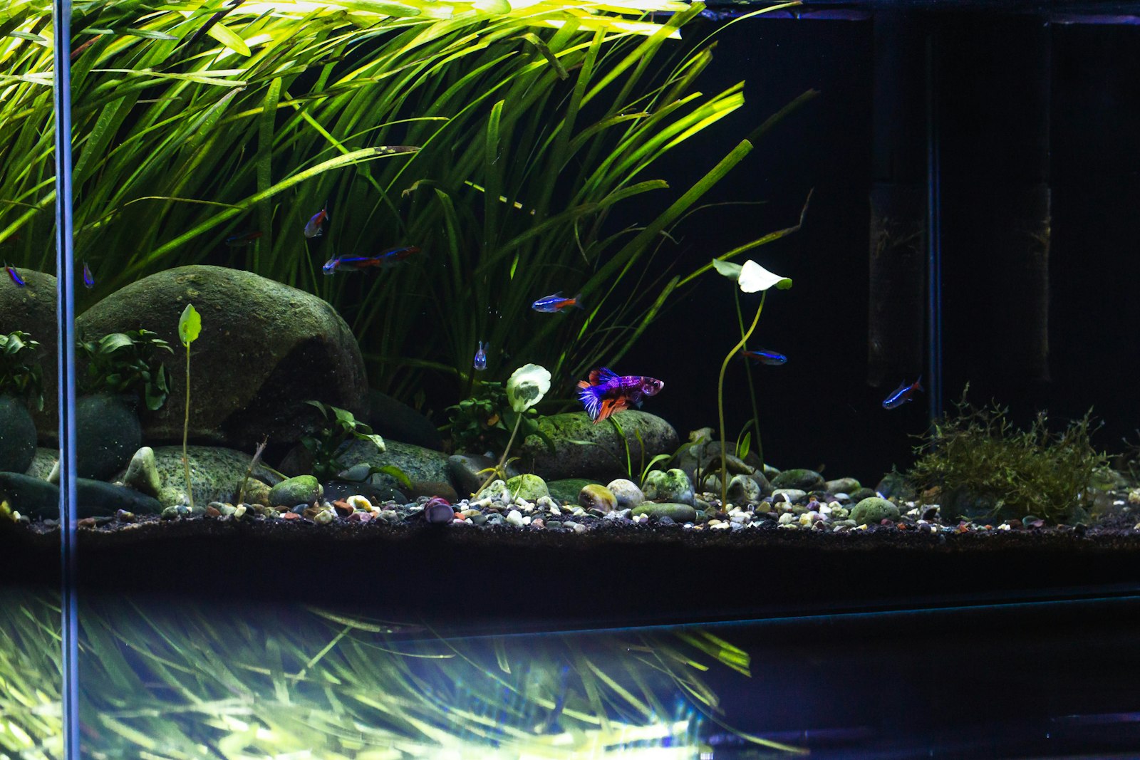 Aquarium im Aufbau mit Steinen und Bodengrund