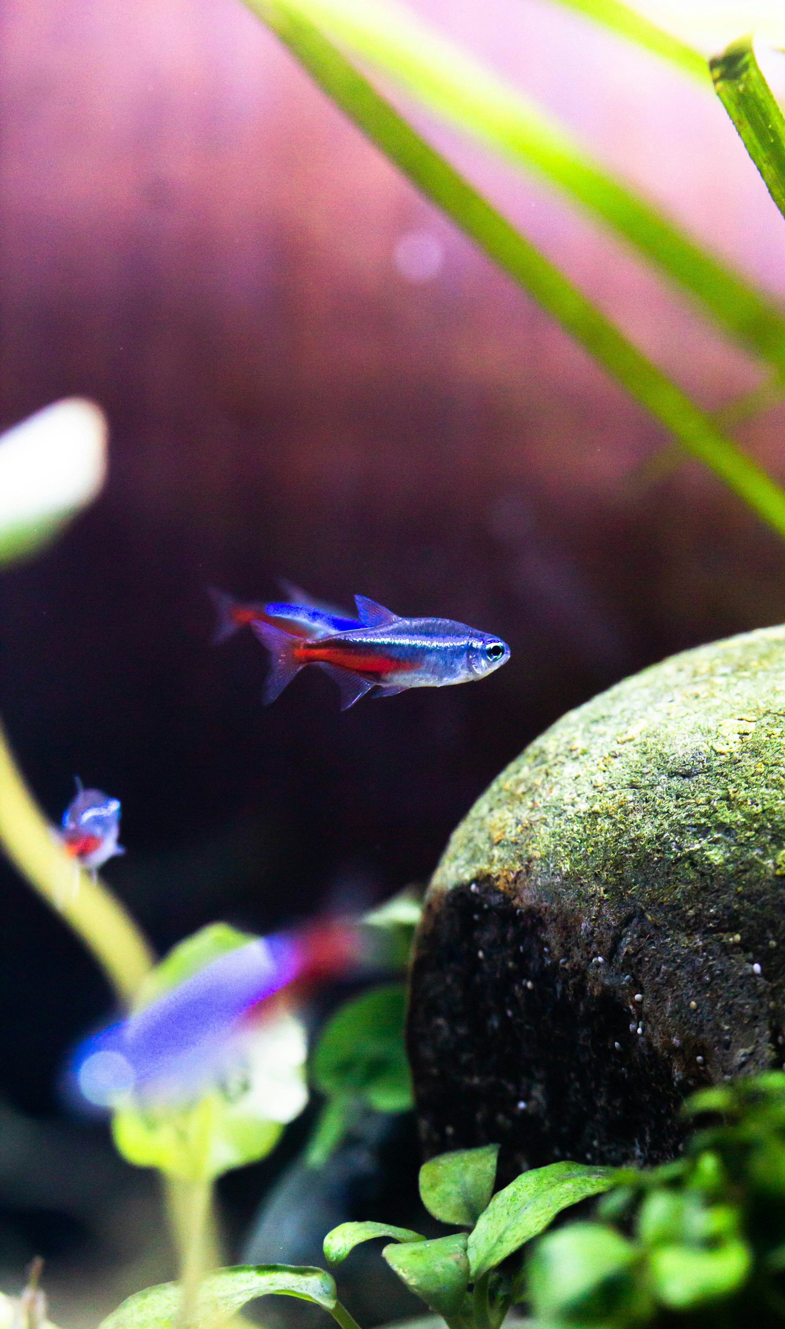 Eingetrübtes Aquarium ohne Pflege