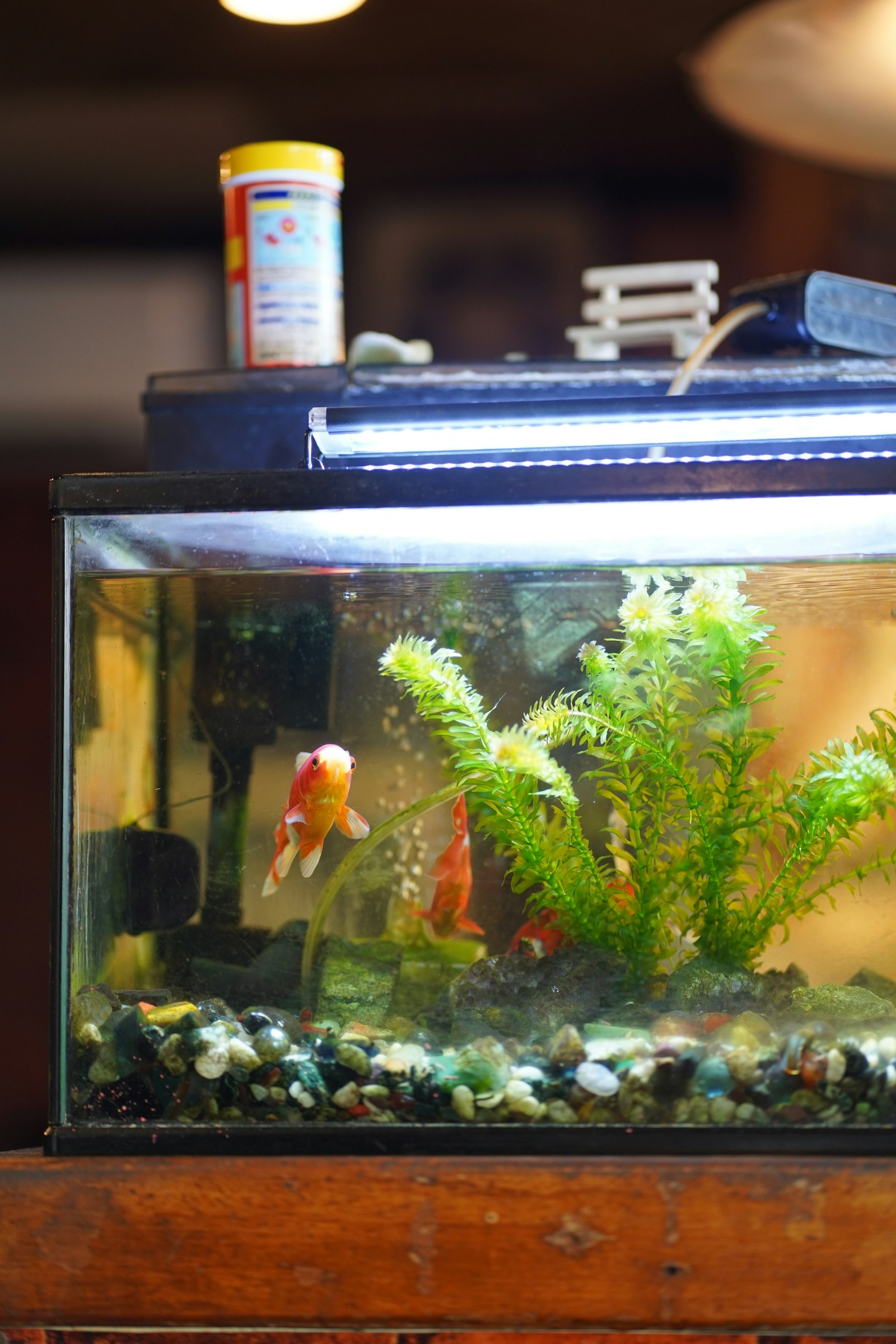 Gepflegtes, klares Aquarium mit gesundem Pflanzenwuchs