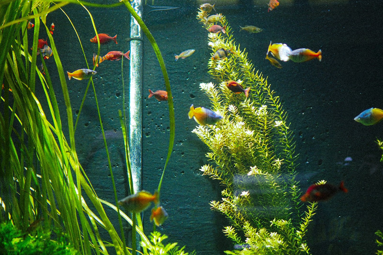 Aquarium mit bunten tropischen Fischen