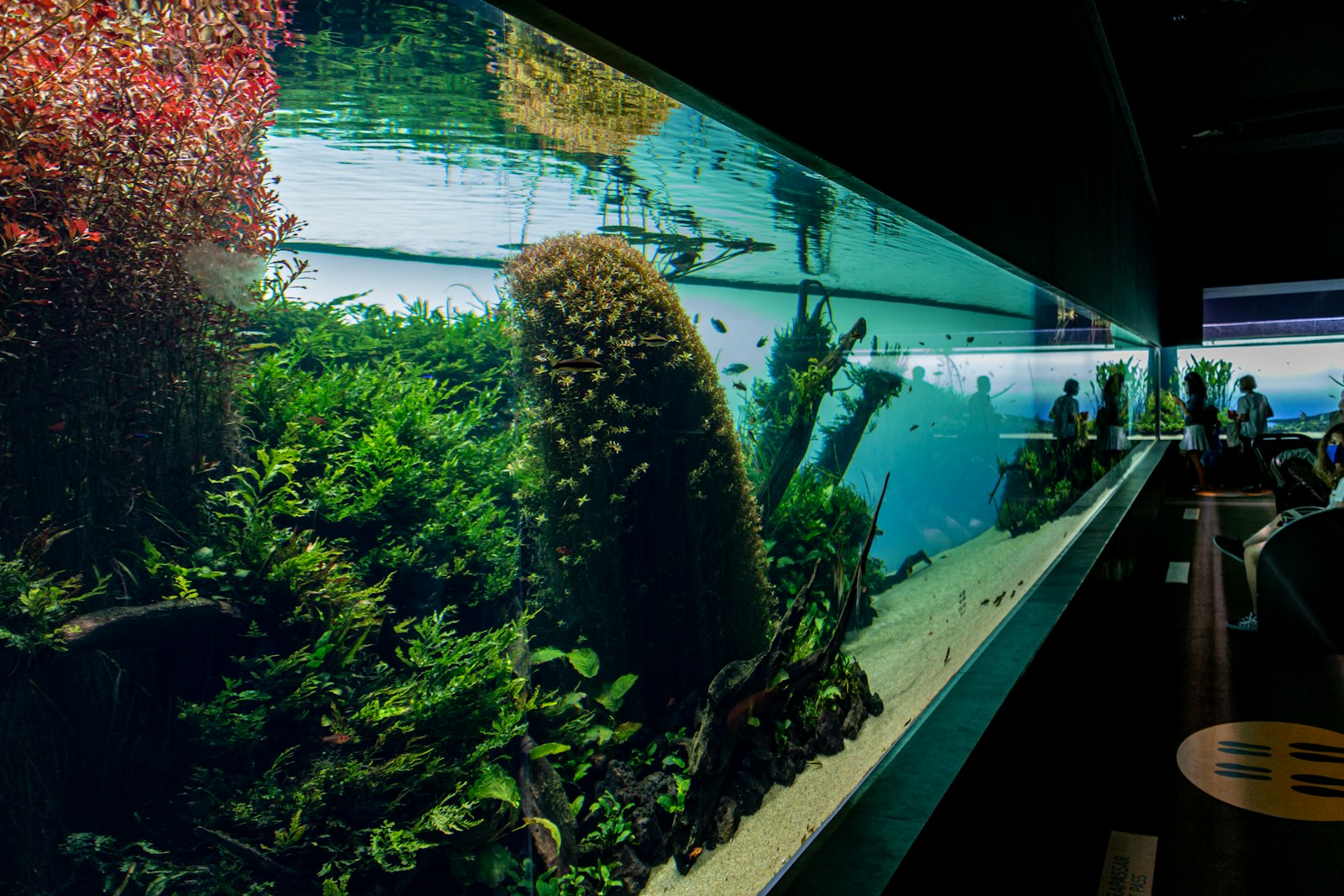 Grüne Wasserpflanzen dicht arrangiert in einem Aquarium