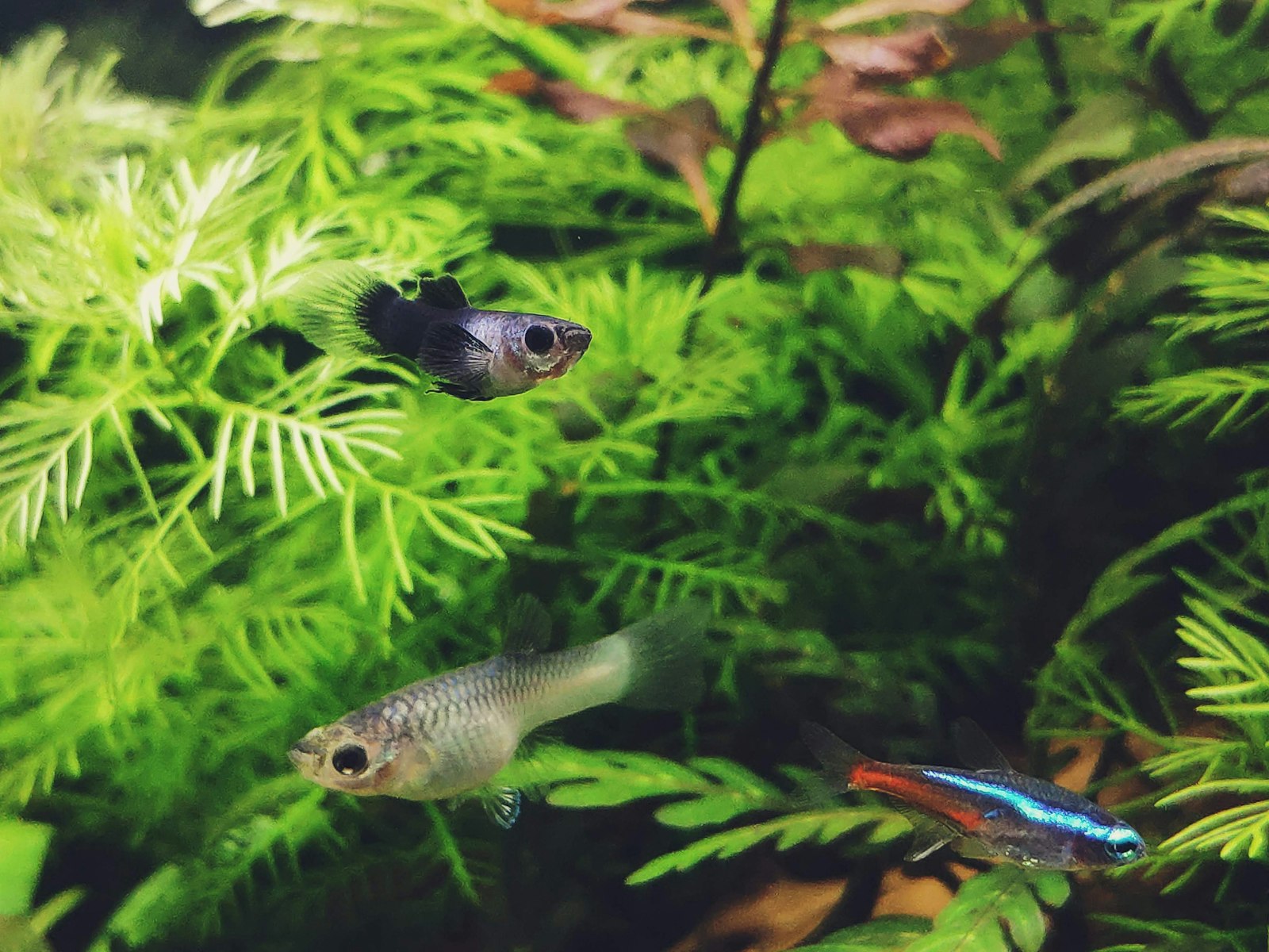 Aquascape im Dutch-Style mit dichter Bepflanzung