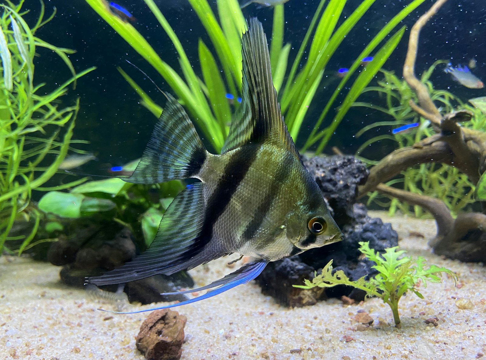 Aquascape mit Steinlandschaft im Iwagumi-Stil