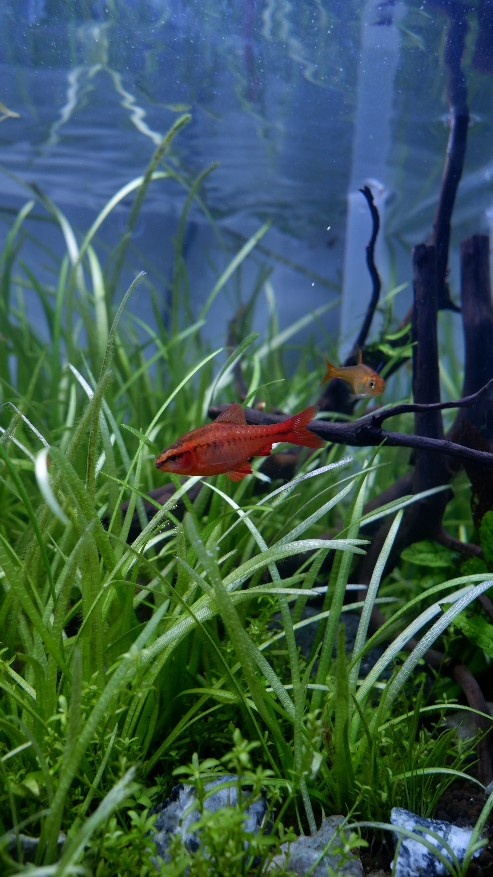 Aquascape mit Wurzelholz-Komposition
