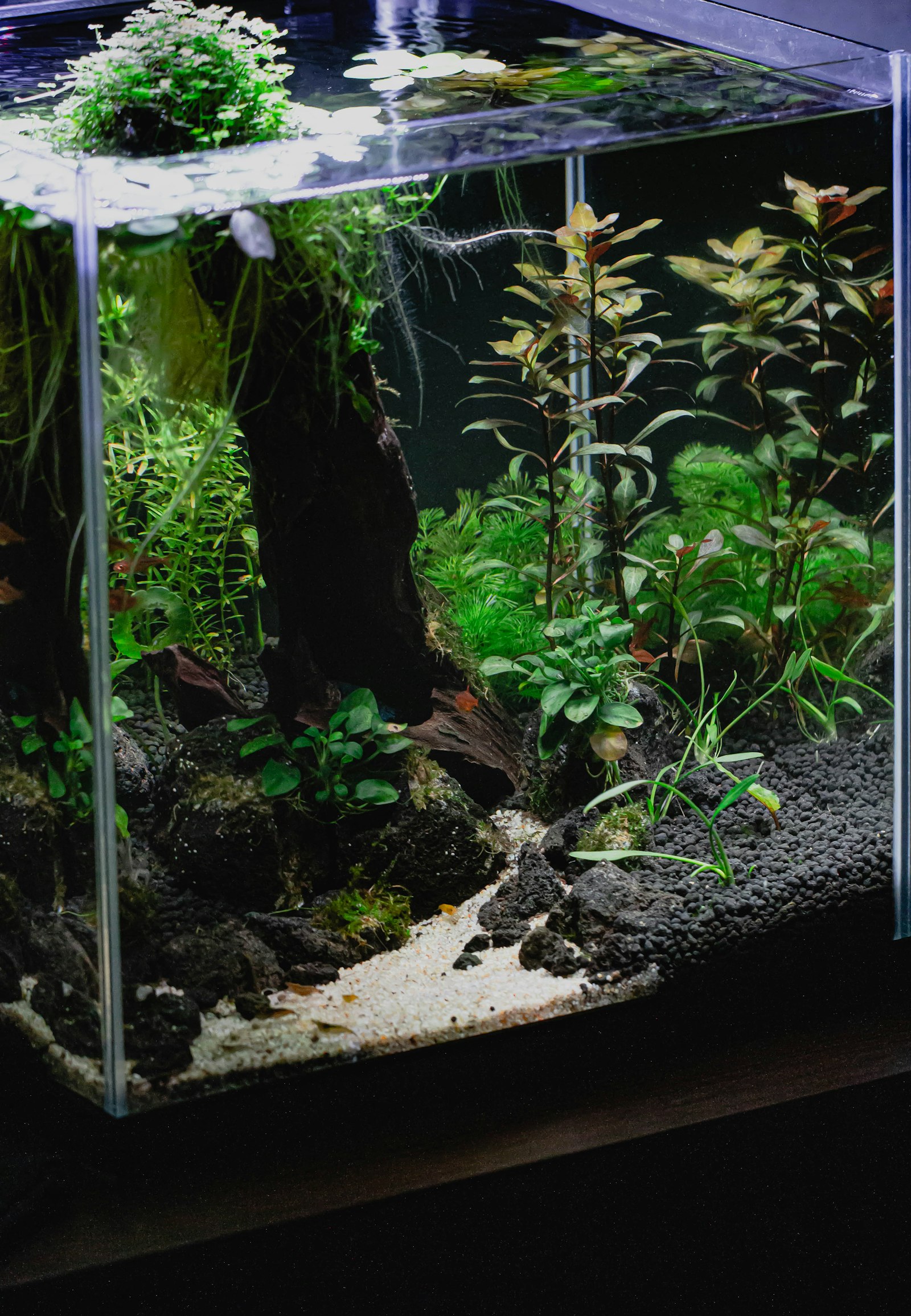 Dicht bepflanztes Aquascape-Aquarium mit Wurzelholz und warmem Licht