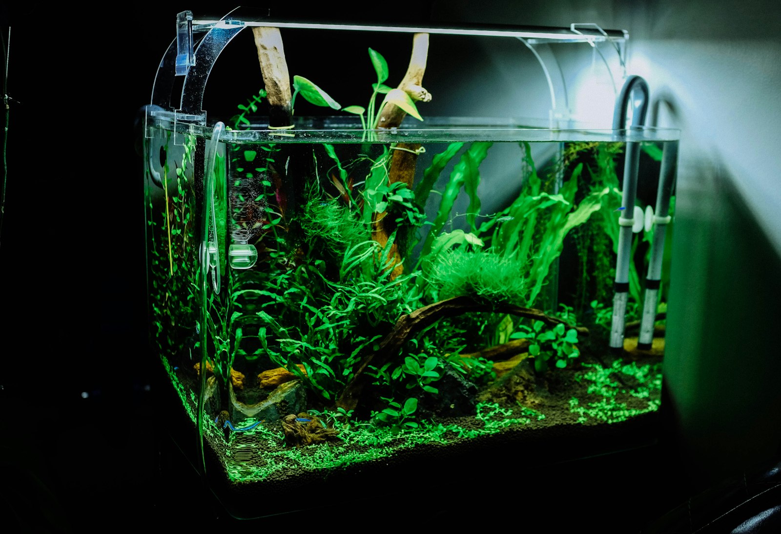 Nano-Aquascape mit feinem Bodengrund