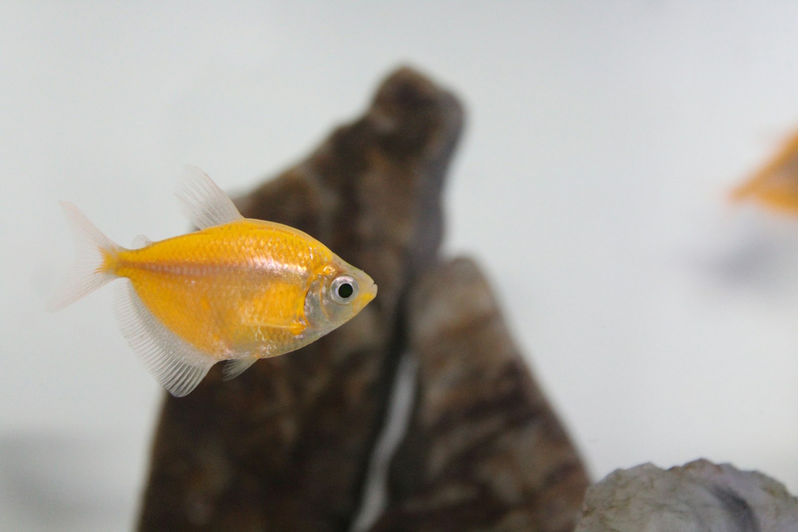 Großes Wohnzimmer-Aquarium mit Fischbesatz